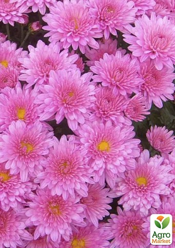 Хризантема мультифлора куляста "Branfountain Pink"