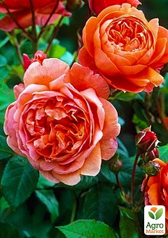 Роза английская "Саммер Сонг" (саженец класса АА+) высший сорт12