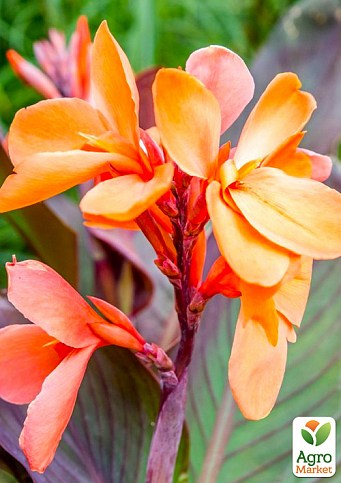 Канна Темнолиста "Demen" - фото 4