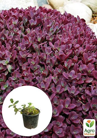 Очиток гибридный `Sunsparkler Firecracker`