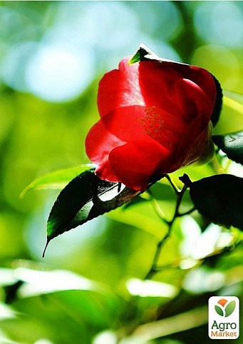 Камелія японська "Camellia japo." дм 19 см вис. 60 см