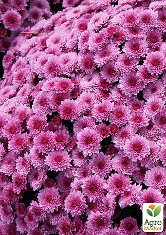 Хризантема мультифлора куляста "Jasoda Purple"