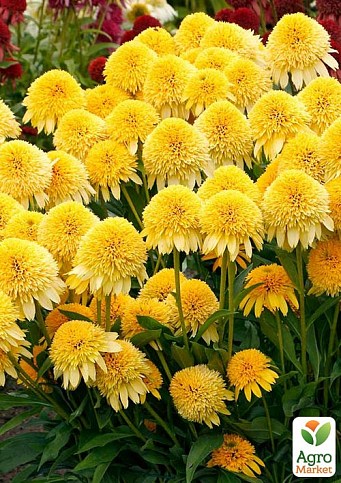 Эхинацея "Cara Mia Yellow"