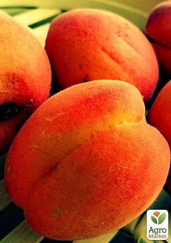 Ексклюзив! Абрикос яскраво-помаранчевий з рум'янцем "Сонця відблиск" (Sun glare) (преміальний середньо-пізній сорт) - фото 2