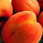 Ексклюзив! Абрикос яскраво-помаранчевий з рум'янцем "Сонця відблиск" (Sun glare) (преміальний середньо-пізній сорт) купить