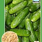 Огурец "Сорванец F1" (Новый пакет) ТМ "Весна" 0.5г