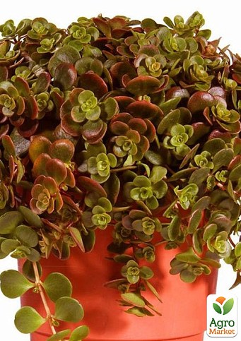 Очиток "Tundra Tornado" (Sedum makinoi)