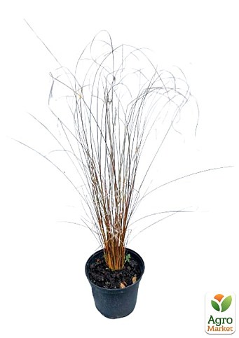 Осока Буханана "Red Rooster" вазон С2, высота 15-30см - фото 4