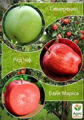 Дерево-сад Яблоня "Байя Мариса+Симиренко+Ред Чиф" 
