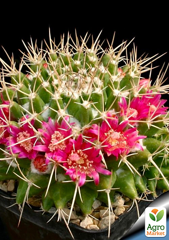 Кактус "Маммиллярия" (Mammillaria compressa) (Нидерланды)