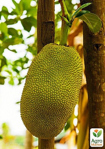 Джекфрут "Необыкновенный" ТМ "Vesna Exclusive" 10шт - фото 6