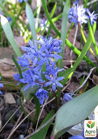 Пролесок "Bifolia" (размер 5/+ , средний) 5шт в упаковке