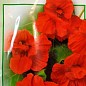 Настурция культурная "Красная" ТМ "Вассма" 1.5г