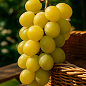 Виноград "Смарагд" купить