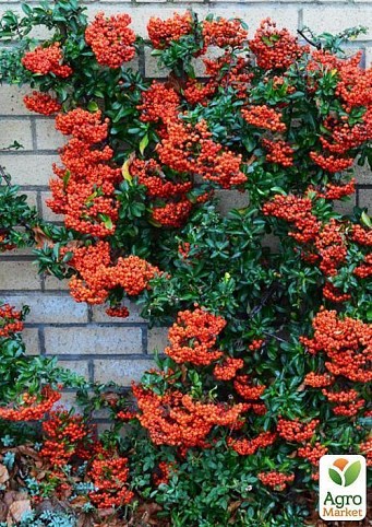 Пираканта "Pyracantha" контейнер 1л