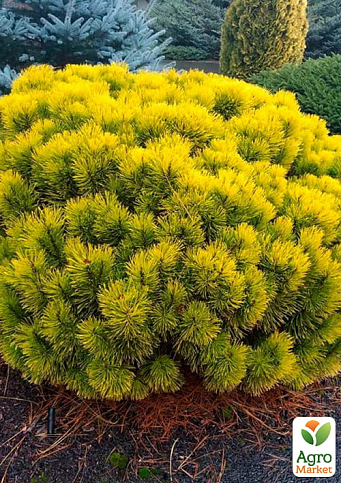 Сосна горная "Carstens Wintergold" (ком/сетка), высота 70-80см