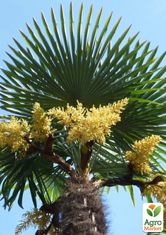 LMTD Трахикарпус (Trachycarpus Fortunei) высота 130-140см - фото 2