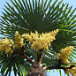 LMTD Трахикарпус (Trachycarpus Fortunei) высота 130-140см купить