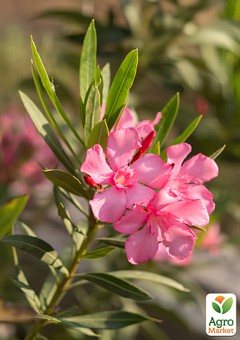 Олеандр запашний "Nerium oleander Temptation" (вічнозелений, ароматний чагарник)