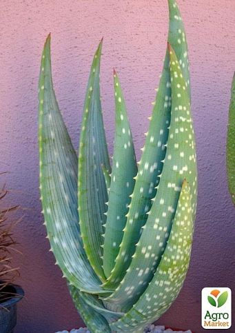 Суккулент "Алоэ" (Aloe Gariepense) (Нидерланды)