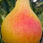Груша "Любимица Клаппа" (летний сорт, ранний срок созревания)