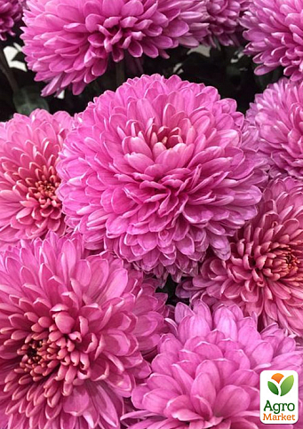 Хризантема мультифлора куляста "Paris Pink"