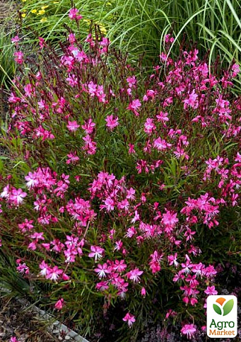 Гаура Линдхеймера "Cherry Brandy" (эффектный многолетник)