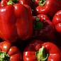 Перец "Том F1" ТМ "Lark Seeds" 500шт