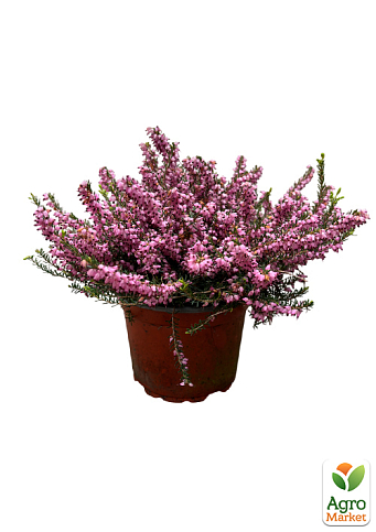 Еріка квітуча 2-річна "Darly Dale" вазон С2 - фото 3