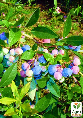 Голубика (черника садовая) "Денис Блю" (Denis Blue) (средний срок созревания, ягода долго хранится) - фото 4