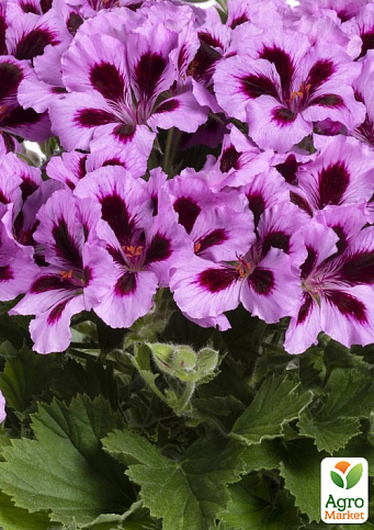 Пеларгонія Королівська Aristo "Lilac Purple"