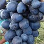 Виноград "Черный Ястреб" (сверхранний морозостойкий сорт)