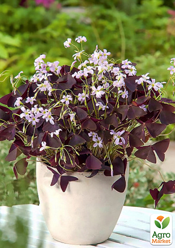 LMTD Оксаліс (кислиця) "Triangularis" висота рослини 10-15см