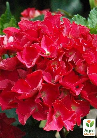 Гортензия крупнолистная курчавая "Red beauty"