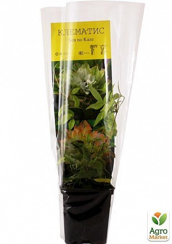 Клематис "Se-No-Kaze" - фото 3