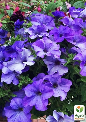 Сурфиния "Heavenly Blue" (контейнер № 10, высота 10-15 см)
