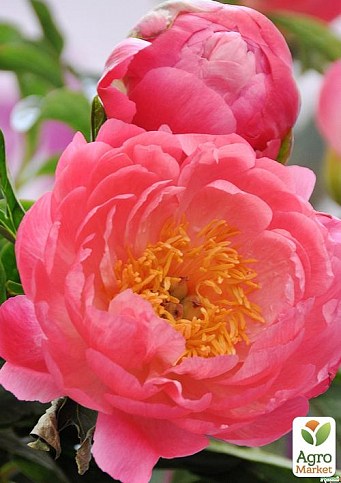 Пион травянистый "Pink Hawai Coral" 1шт в упаковке