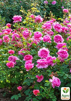 Троянда англійська "Принцеса Олександра Кентська" (саджанець класу АА +) вищий сорт8
