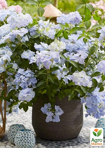 Гортензия ампельная "French Bolero" - фото 3
