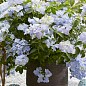 Гортензия ампельная "French Bolero" цена