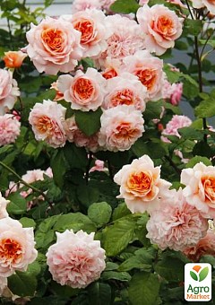 Роза английская "Абрахам Дерби" (саженец класса АА+) высший сорт6