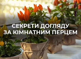 Поради щодо вирощування гіркого перцю | Agro-market