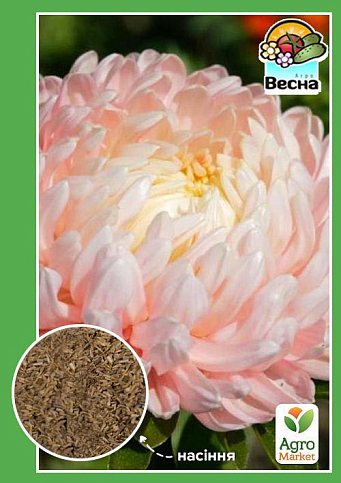 Астра "Янина" ТМ "Весна" 0.2г