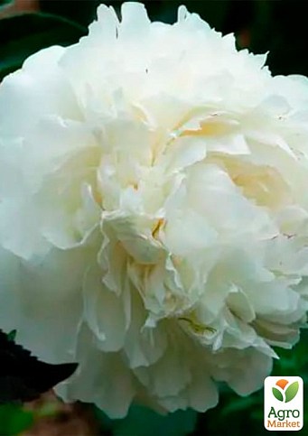 Півонія трав'яниста "Gladys Hodson" 1шт в упаковці - фото 2