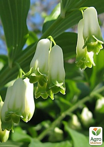 Купена или Соломонова печать (лат. Polygonatum) 3шт