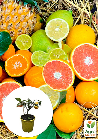 Тропик "Mix" уценка (без плода) 3х летний