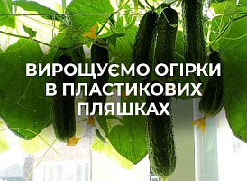 Вирощування огірків у пластикових пляшках: покрокова інструкція | Agro-market