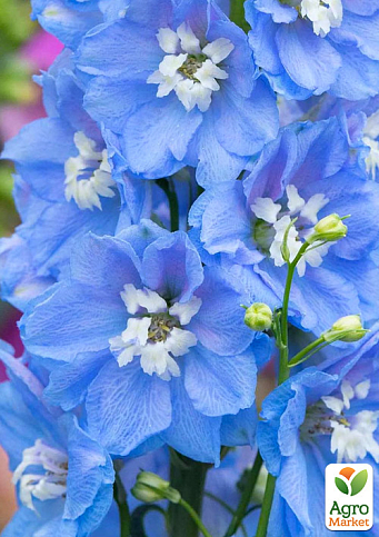 Дельфиниум махровый "Sky Blue White Bee"