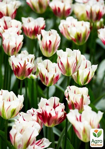 Тюльпан "Flaming Spring Green" (размер 11/12 , крупный) 3шт в упаковке
