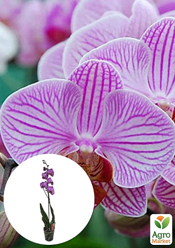 Орхидея (Phalaenopsis) "Tiger"